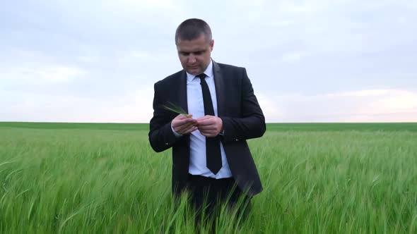 Aagribusinessman in the Middle of a Green Field He is in a Business Suit Looking the Wheat Harves