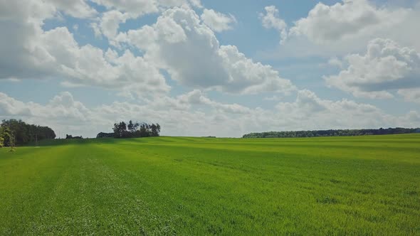 Aerial view wheat growing on agricultural field. Landscape green wheat field.