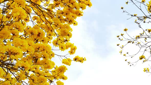 Yellow Tabebuia Flower Blossom 