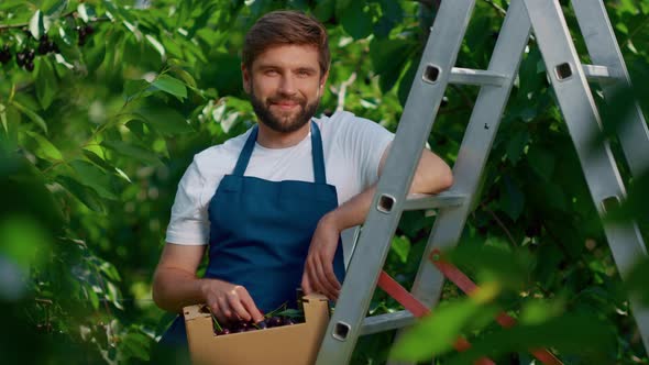 Man Gardener Harvesting Cherry Crate Smiling in Garden