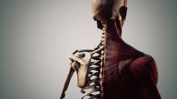 Muscular and Skeletal System of Human Body alt