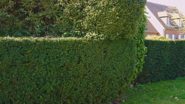 Green Fence Made of Bushes