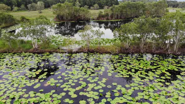 Calm Pond with Lotuses Drone View. Lotus Leaves Floating on Surface of Tranquil Lake