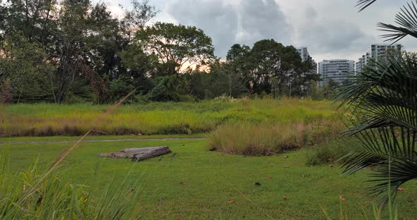 Pan View of Forest of Garden