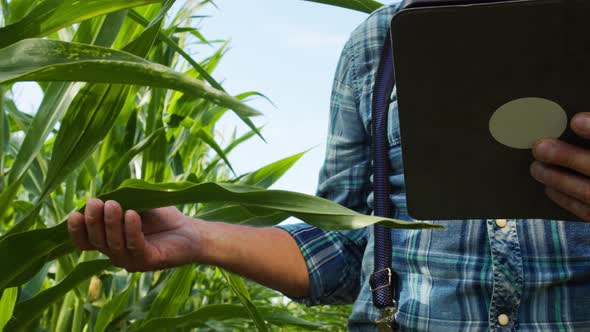 Experienced Farmer Wearing Straw Hat Touching Corn Leaves