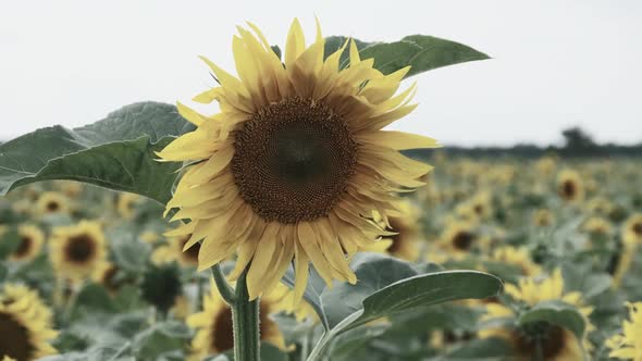 Sunflower Blooming in the Field on Sky Background in Summer Day CloseUp