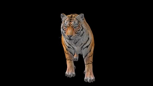 Tiger Idle 7