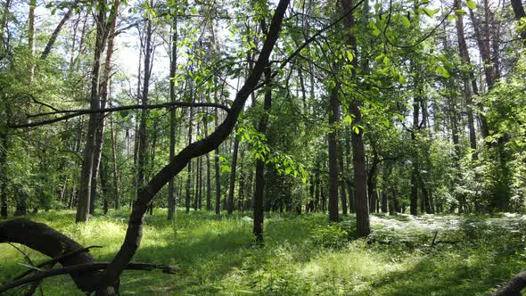 Beautiful Green Forest on a Summer Day Slow Motion