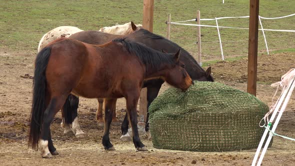 A Close View of Two Brown Horses and a White Horse As They Eat Green Grass Outside in a Paddock