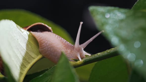 Close-up of a Snail on a Plant with Dew