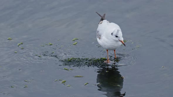 Animal Bird Seagulls On Sea Water 2