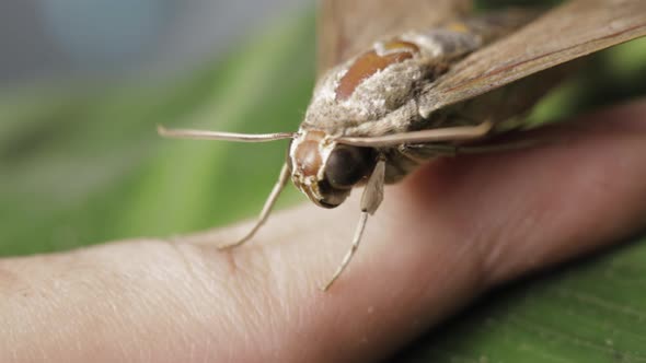 Theretra Latreillii Rested On A Man's Finger - close up