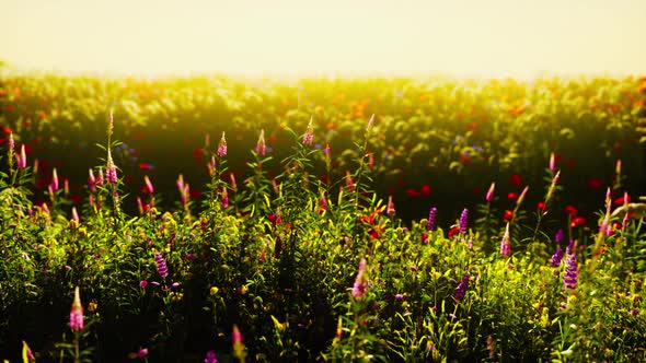 Beautiful Summer Meadow with Wild Flowers in Grass Against of Dawn Morning