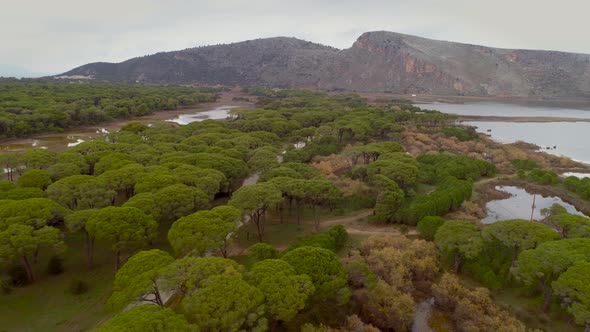 Aerial view of pine grove in the region of Patras in Greece.