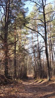 Vertical Video of a Beautiful Forest in the Afternoon Aerial View