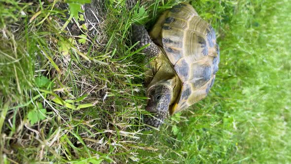 Vertical Shot of Yellow Colored Turtle Slowly Moving Through the Scene on Green Grass