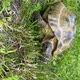 Vertical Shot of Yellow Colored Turtle Slowly Moving Through the Scene on Green Grass - VideoHive Item for Sale