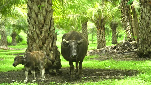 Buffalo in a Palm Grove. Bohol, Philippines.