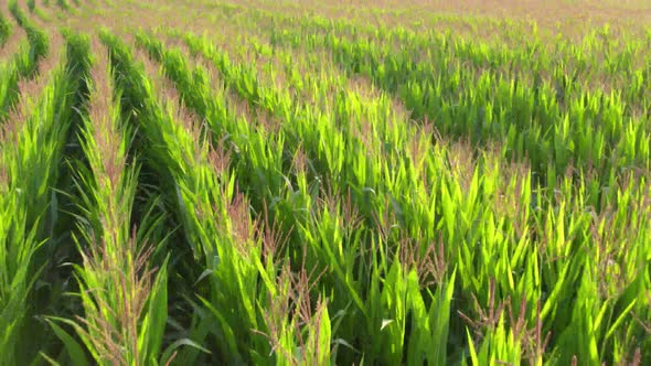 Low Altitude Aerial Drone Shot Over Green Corn Field Showing Large Leafs Maize Has Become Staple