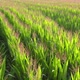 Low Altitude Aerial Drone Shot Over Green Corn Field Showing Large Leafs Maize Has Become Staple - VideoHive Item for Sale