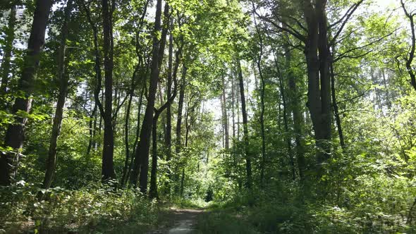 Natural Landscape in the Forest During the Day