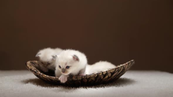 Cute White Kittens