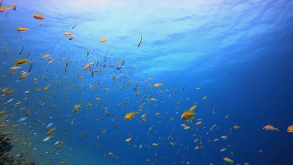 Underwater Tropical Blue Sea Water