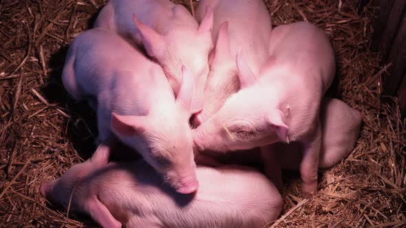 Newborn Piglets are Warmed Under an Ultraviolet Lamp on a Farm in the Countryside