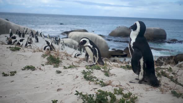 Slowmotion of an African Penguin Shaking its Head with Others in the Background