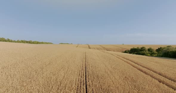 Drone Flight Above Wheat Field Combine Tracks of the Harvester Vertical Agriculture