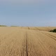 Drone Flight Above Wheat Field Combine Tracks of the Harvester Vertical Agriculture - VideoHive Item for Sale