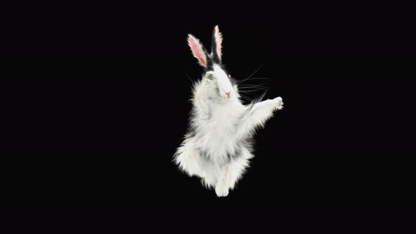 Rabbit Dancing 4K