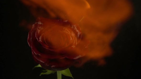 The Rose is on Fire