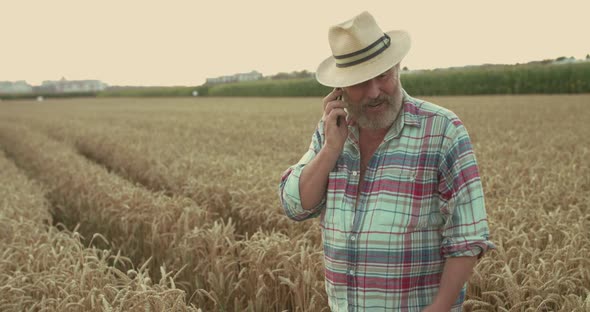 Joyful Senior Farmer Receives a Call and Talks Among Ripe Wheat Field