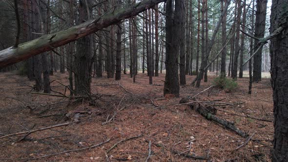 Old Autumn Forest With Branches On The Ground