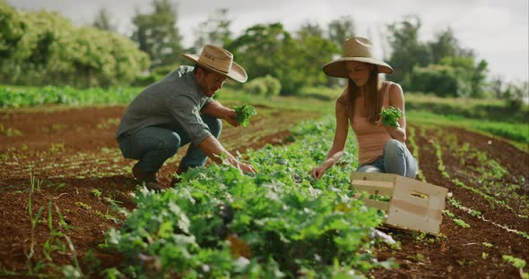 Grow organic! Happy couple farming together