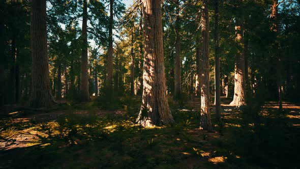 Giant Sequoias Trees or Sierran Redwood Growing in the Forest