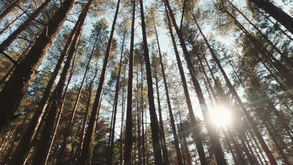 Pine Tree Tops Cinematic Panning View