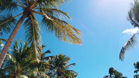 Palm Trees Over the Clear Blue Sky