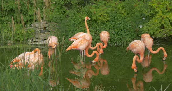 Flamingos drinking water from the lake