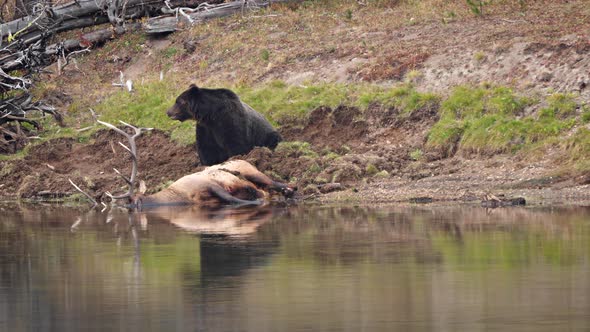 Grizzly Bear with a recently killed elk in Yellowstone National Park