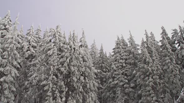 Driving Pass A Snow Covered Forest