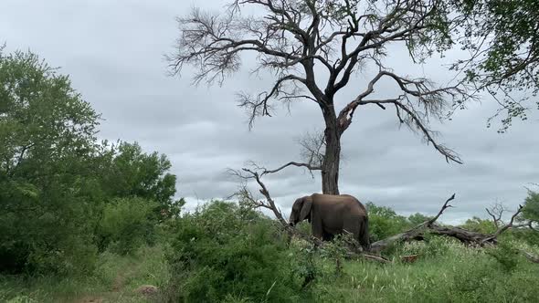 Single African Elephant eats grass beneath big old tree and grey cloud