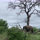 Single African Elephant eats grass beneath big old tree and grey cloud - VideoHive Item for Sale