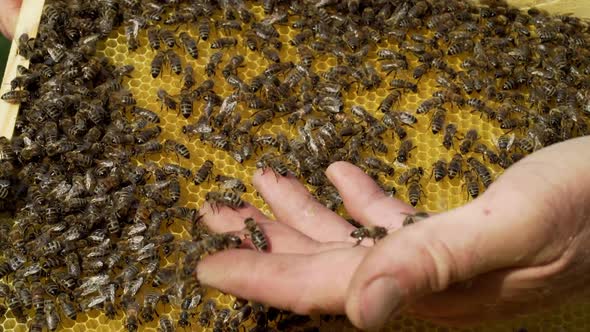 Beekeeper examines bees in honeycombs. Hands of the beekeeper. Beehive in the apiary. Close-up