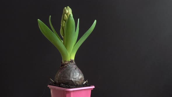 Hyacinth flower. Shooting in motion.