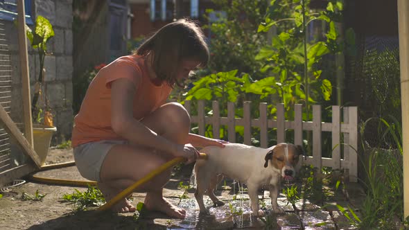 Children In The Yard Outside Are Washing Dog alt