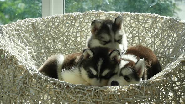 Group Of Siberian Husky Puppies Sleeping On White Wicker Chair Under Sunlight 