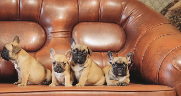 Group Of Young French Bulldog Dog Puppy Puppies Sitting Posing On Red Sofa Indoor