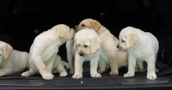 Yellow Labrador Retriever, Puppies in the Trunk of a Car, Licking the Nose, Normandy in France